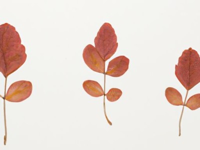 志成红木家具官网-品质红木家具专家