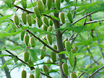 祖母绿是什么宝石？祖母绿的起源和特点