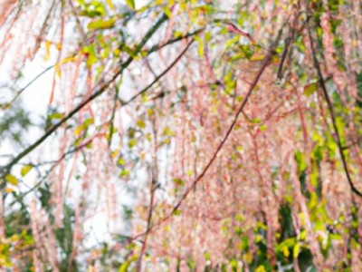 紫檀木市场价多少？紫檀木的价值究竟在哪里？