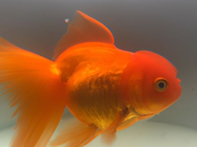 热带鱼金鱼哪个好养？热带鱼和金鱼的比较