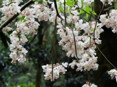 如何养殖大岩桐及大岩桐花？