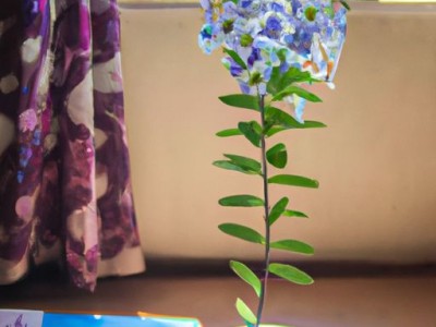 红椿木和胡桃木哪个贵（红椿木和胡桃木哪个贵些）