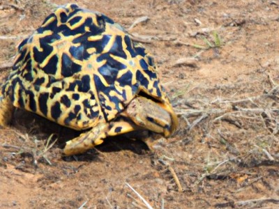 豹纹龟及豹纹龟属于国家几类保护动物