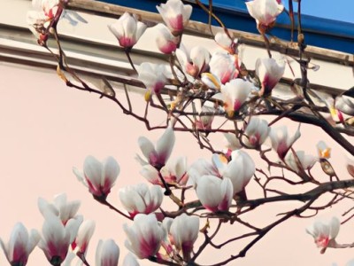 玉兰与瑞宝壁纸哪个好及玉兰与瑞宝壁纸哪个好用？