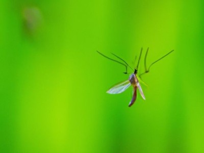 声波驱蚊及声波驱蚊器真的有用吗