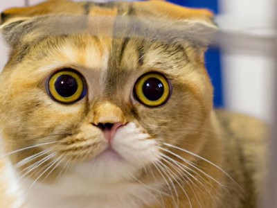 折耳猫价格及折耳猫价格多少钱一只？