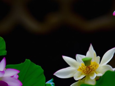 黄檀和黑檀木哪个好？阔叶黄檀和黑檀木哪个好？