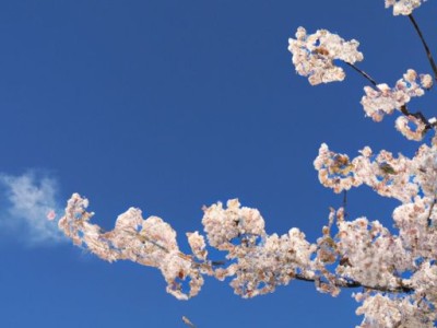 樱花油烟机哪个好用吗？樱花油烟机哪个好用吗安全？