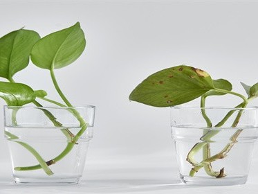 新房怎么快速去味