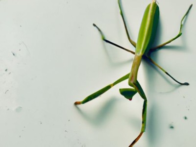 哪个蟑螂药好及哪个蟑螂药好用