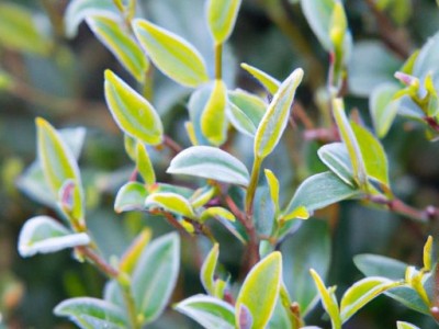 绞股蓝茶叶及其作用