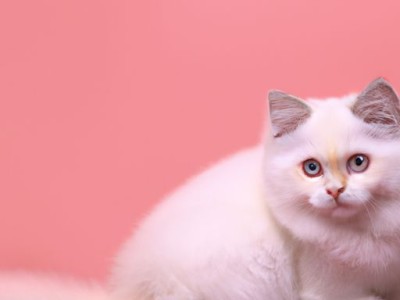 柯尼斯卷毛猫价格及特点介绍