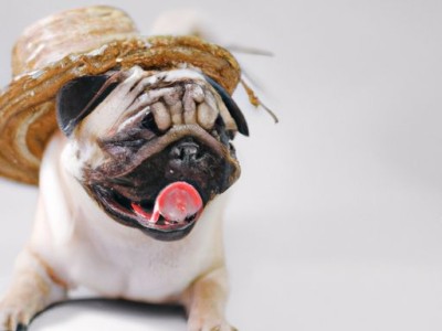 拉布拉多犬：聪明可爱的家庭宠物