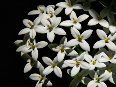 闹羊花及其功效与作用