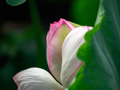 莲蹄哪个部位及莲蹄哪个部位不能吃