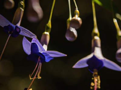 吊蓝花及吊兰花怎样养护？