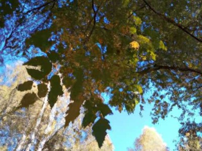 椴木和桦木哪个好？深入了解两种木材的优劣比较