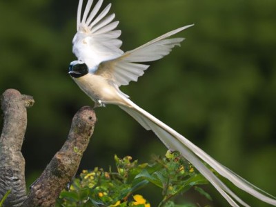 山毛榉和橡木哪个好？欧洲山毛榉和橡木哪个更好？