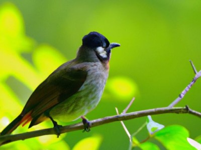 风暖浴霸：十大品牌排行榜及选购指南