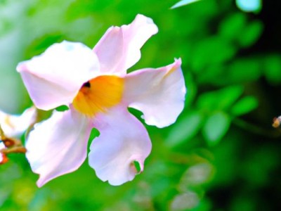 花菱草的种植及养护方法