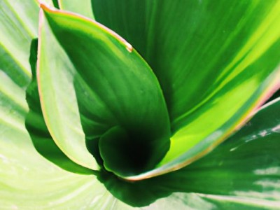 海南哪个植物最贵？