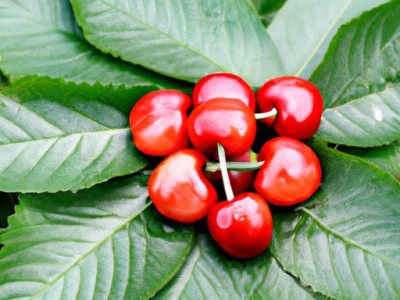 樱桃木地板：优缺点详解