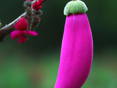 红玉髓和红玛瑙的区别及辨别方法