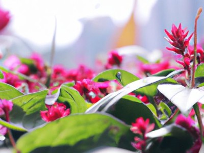 摩恩花洒拆卸图解及方法详解