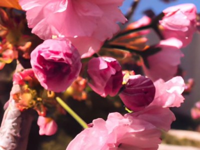 芙容是哪个市市花？