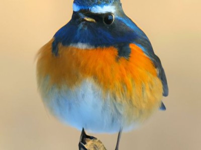 卫洗丽及卫洗丽不喷水修理