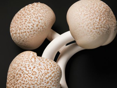 菟丝子的作用和功效详解