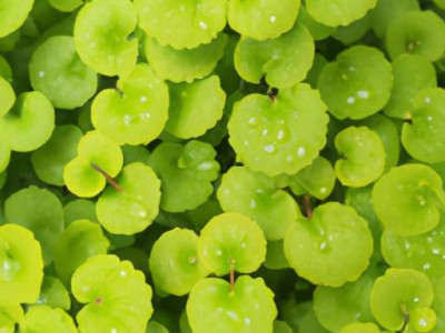 金钱草的作用及金钱草的作用和功能主治