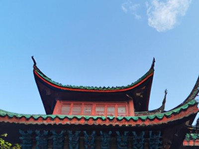 黄毛掌（黄毛掌的养殖方法和注意事项）