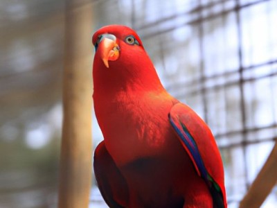 血鹦鹉及血鹦鹉鱼：美丽的观赏鱼种