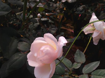 花朵体及花朵体内的主要色素不包括