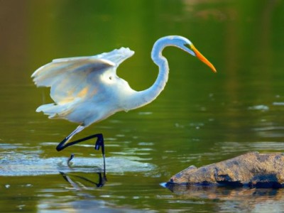 路由器的光纤线是哪个（路由器的光纤线是哪个接口）