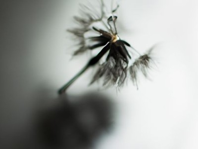 了解花毛莨及其读音