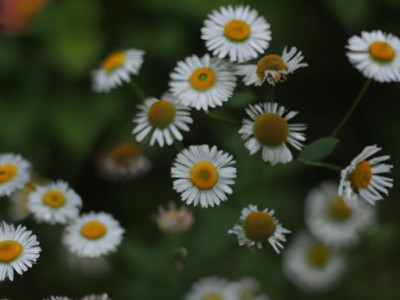 小雏菊及其花语