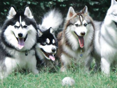 美国恶霸犬：价格、品种及饲养注意事项