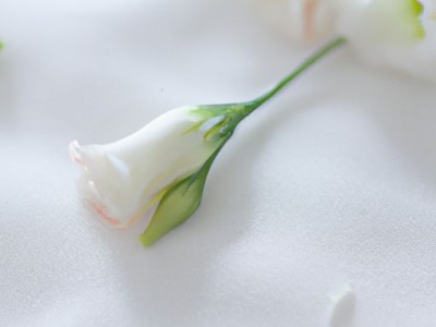 如何选择洋桔梗的颜色？哪个颜色最好看？