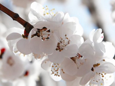 黑胡桃木是什么档次的木材？