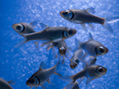 乌鱼及乌鱼汤的烹饪技巧及营养价值