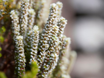 串叶松香草：一种自然的清新空气植物