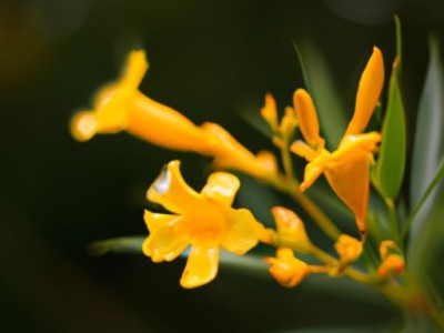 黄花夹竹桃：了解这种美丽却有毒的植物