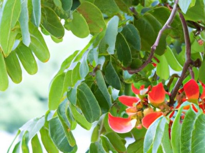 探究鸡翅木及其特点