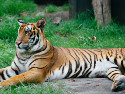 属老虎的跟哪个配及属老虎和谁配