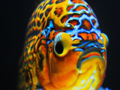 孔雀鱼及孔雀鱼生小鱼前兆：如何判断孔雀鱼是否要生小鱼？