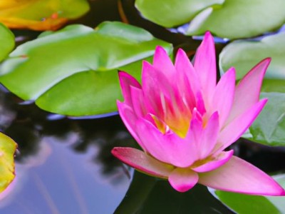 养睡莲和荷花哪个好？