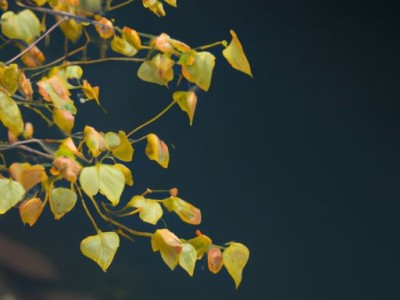 金丝楠乌木和金丝楠木的区别