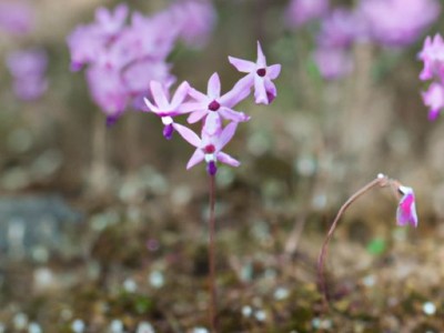 板楼与塔楼的区别及特点
